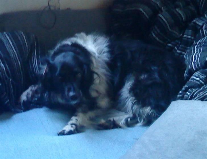 Blanding af racer Kvik billede 1