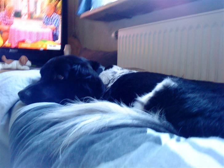 Blanding af racer Kvik billede 2