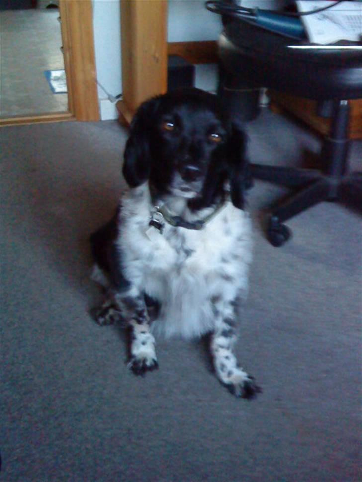 Blanding af racer Kvik billede 3