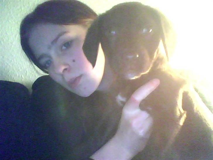 Blanding af racer Lady  - Lady billede 1