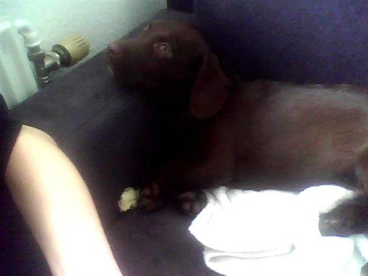 Blanding af racer Lady  - lady træt  billede 6