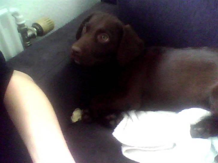 Blanding af racer Lady  billede 7