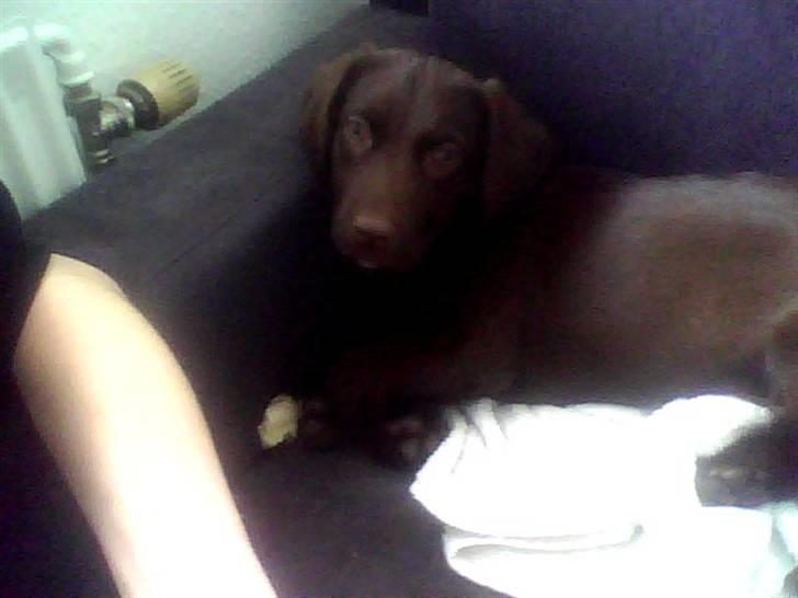 Blanding af racer Lady  billede 8