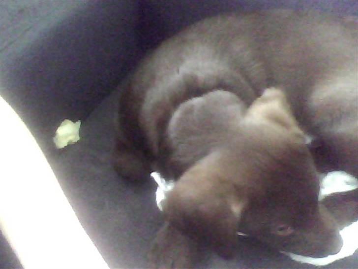 Blanding af racer Lady  - Lady sover ;) billede 9