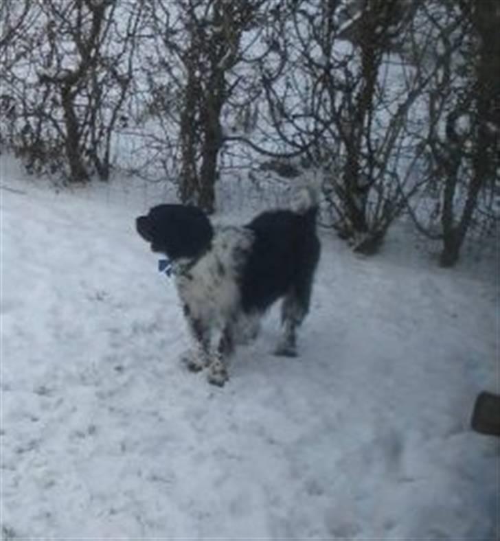 Blanding af racer Kvik billede 5