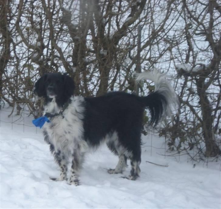 Blanding af racer Kvik billede 6