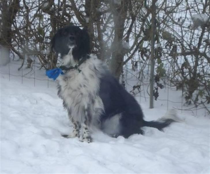 Blanding af racer Kvik billede 7