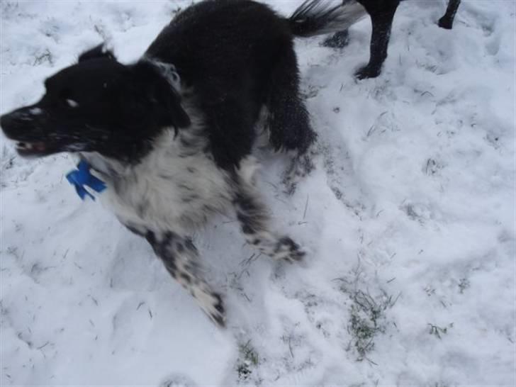 Blanding af racer Kvik billede 8