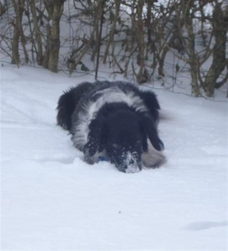 Blanding af racer Kvik billede 9