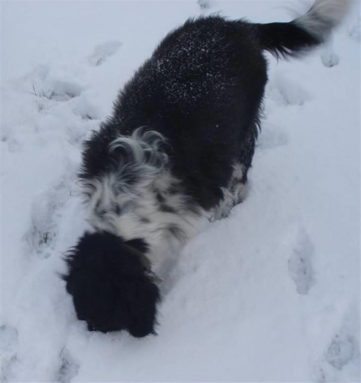 Blanding af racer Kvik billede 10