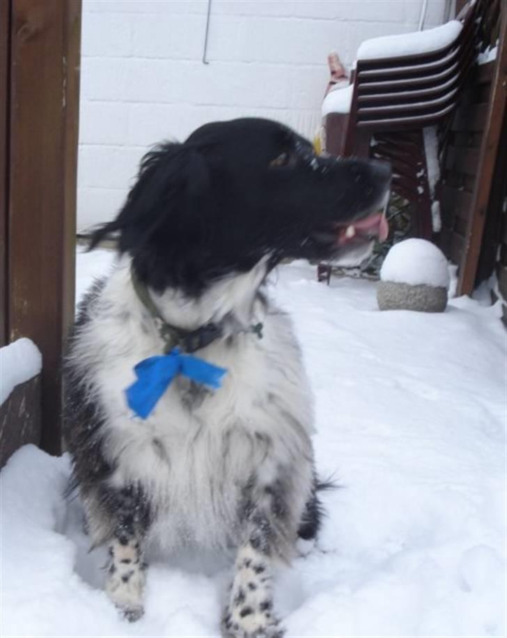 Blanding af racer Kvik billede 11