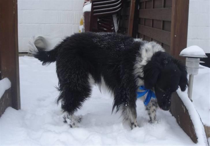 Blanding af racer Kvik billede 12