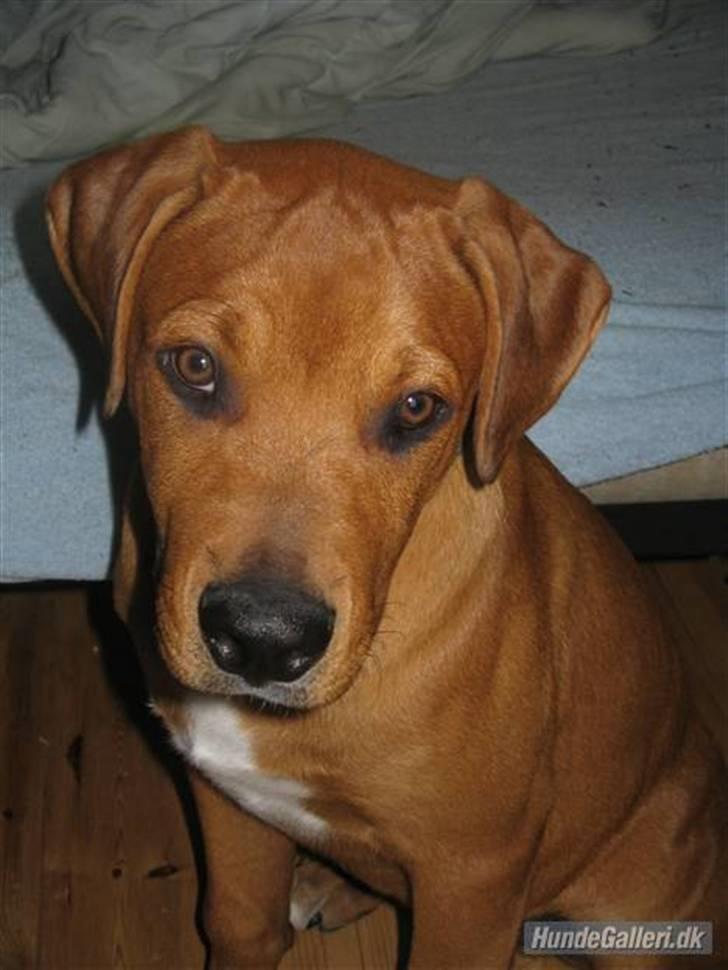 Blanding af racer MacQueen aka Max billede 8