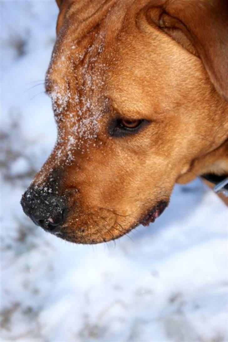 Blanding af racer MacQueen aka Max billede 9