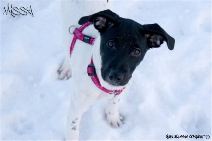Glathåret foxterrier Missy billede 1