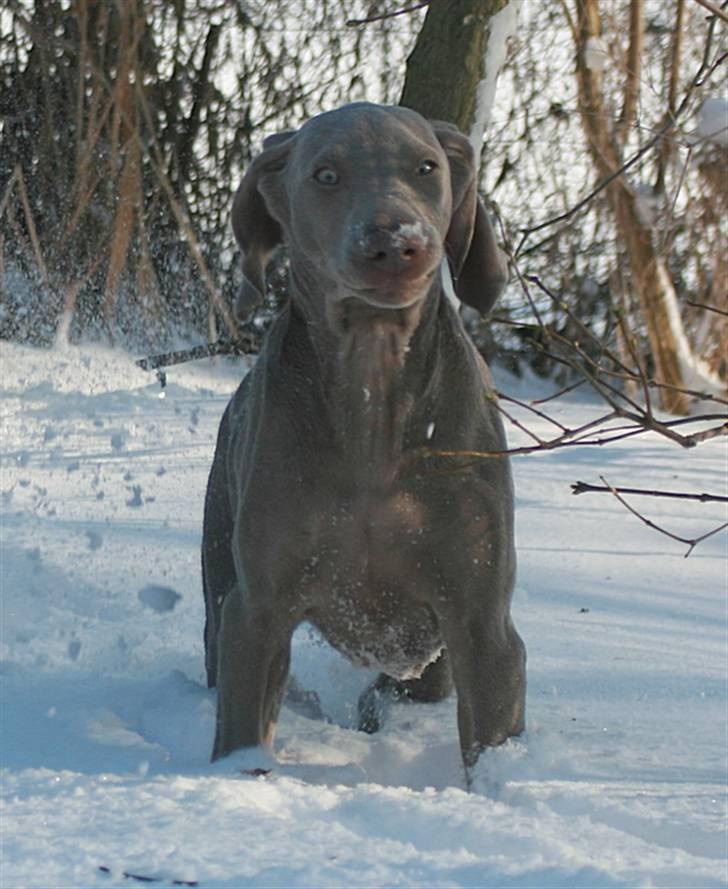 Weimaraner Hot Shoot´s Krimi HD A/B - Krimi syns det er sjovt - men ikke længe af gangen  - så bliver mavsen for kold billede 12