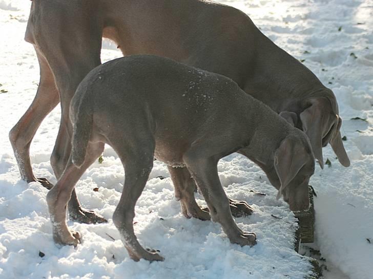 Weimaraner Hot Shoot´s Krimi HD A/B - Tante Jubii forklarer lige at vandet er MEGET koldt i åen! billede 13