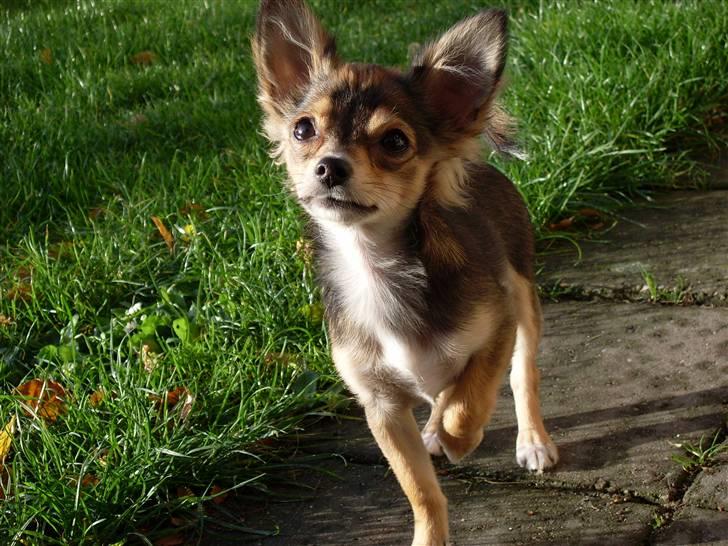 Chihuahua Cody - 21 uger: Ja lidt forfængelig kan man godt se ud ;D billede 14