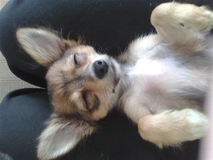 Chihuahua Cody - 15 uger: Vi kan vel alle blive trætte ;D billede 16