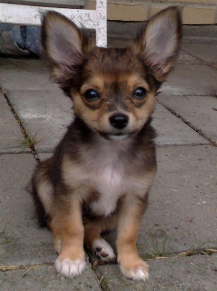 Chihuahua Cody - 10 uger: se hvor jeg charmer :-) billede 17