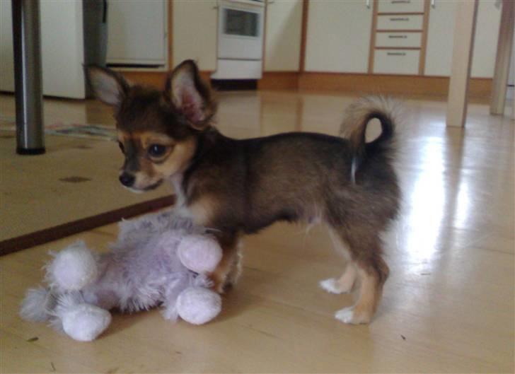Chihuahua Cody - 10 uger: med min bamse jeg fik med fra min hundemor billede 18