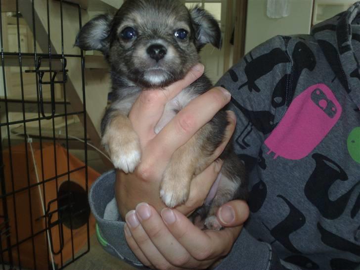 Chihuahua Cody - 5 uger: første gang min mor besøgte mig billede 20