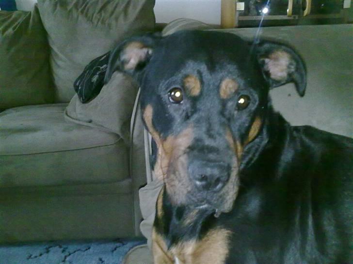 Blanding af racer Fraya R.I.P 26/4-2011 billede 17