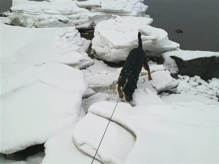 Blanding af racer Fraya R.I.P 26/4-2011 billede 18