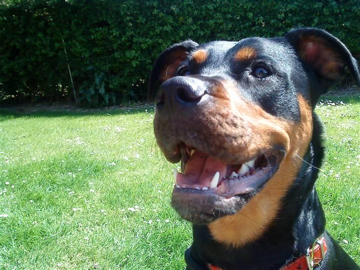 Blanding af racer Fraya R.I.P 26/4-2011 billede 19