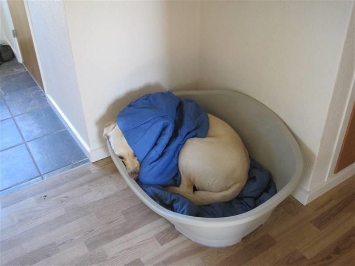 Labrador retriever Tarzan billede 1