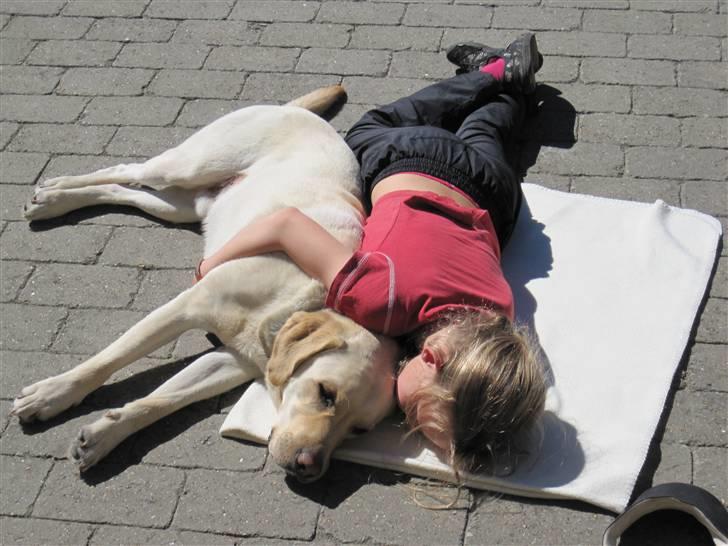 Labrador retriever Tarzan billede 2