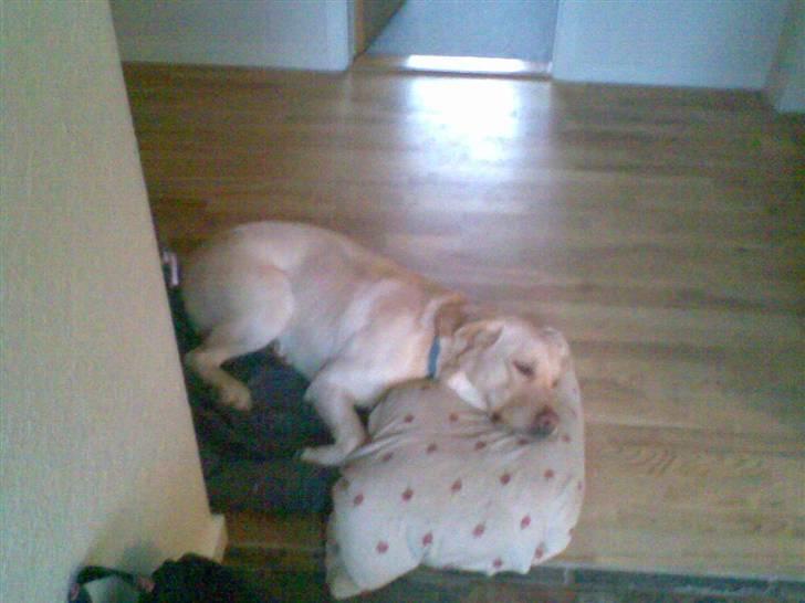 Labrador retriever Tarzan billede 3