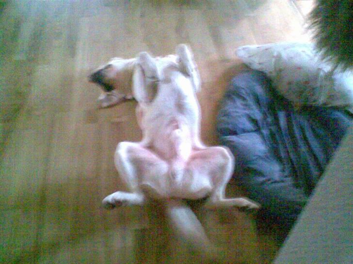 Labrador retriever Tarzan billede 4