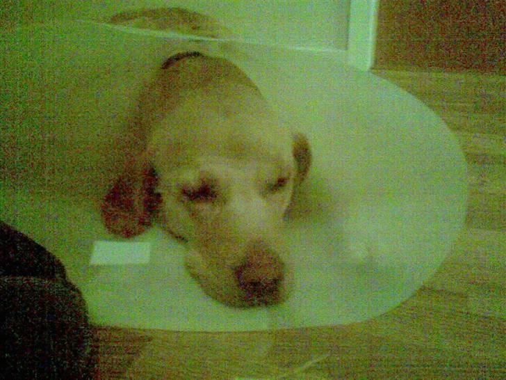 Labrador retriever Tarzan billede 5