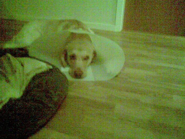 Labrador retriever Tarzan billede 6