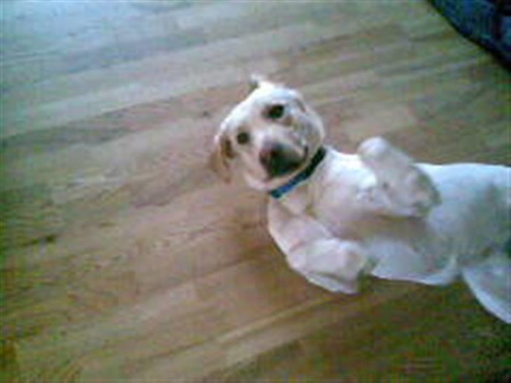 Labrador retriever Tarzan billede 7