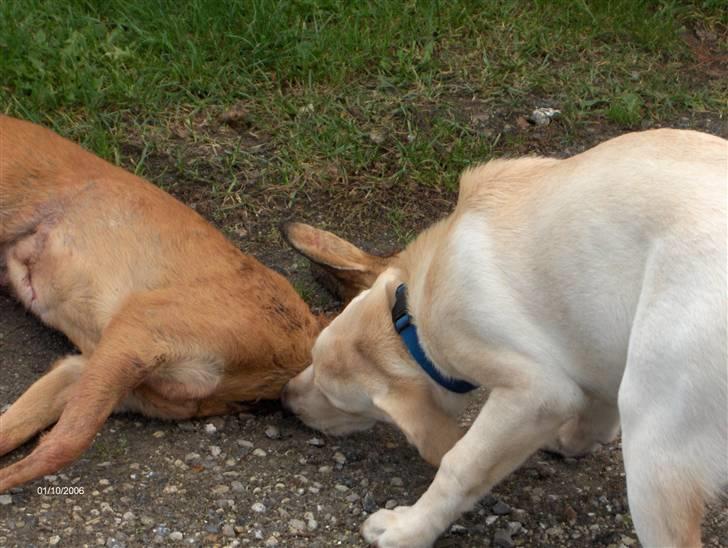 Labrador retriever Tarzan billede 8