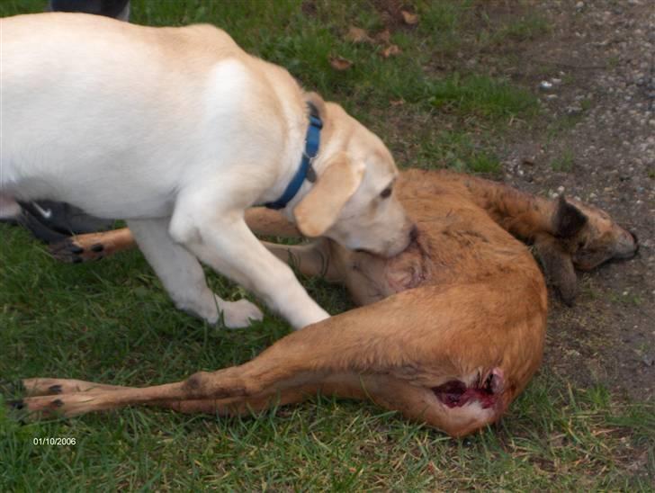 Labrador retriever Tarzan billede 9