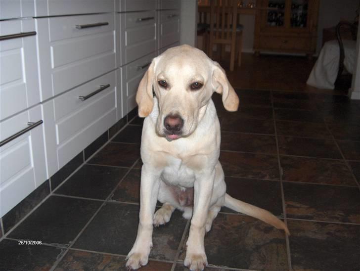 Labrador retriever Tarzan billede 10