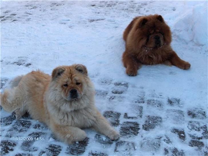 Chow chow TrisseVonMontasio  - Trisse og Chang (svigerfamilliens chow chow han) billede 4