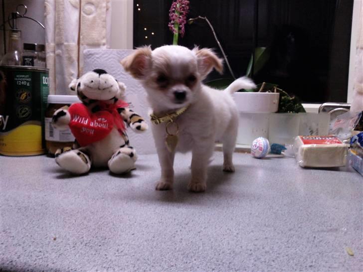 Chihuahua Chanel billede 1