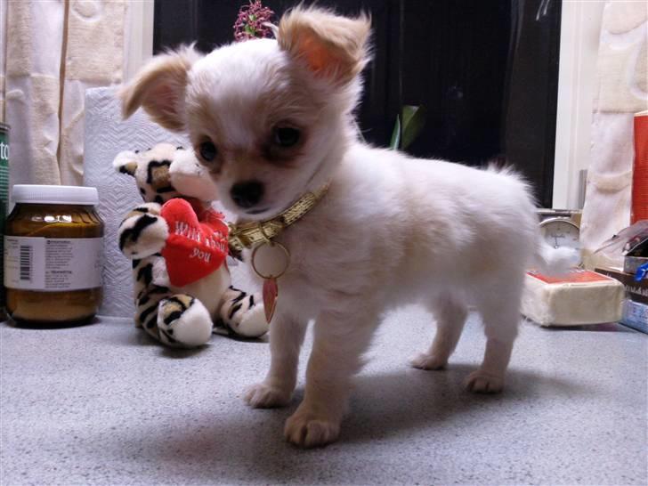 Chihuahua Chanel billede 2