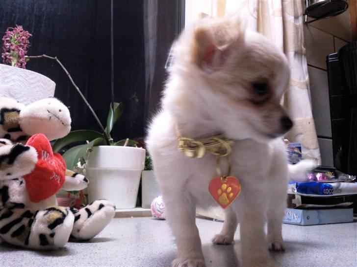 Chihuahua Chanel billede 3