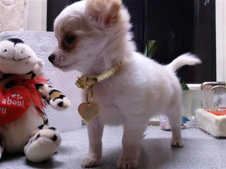 Chihuahua Chanel billede 4