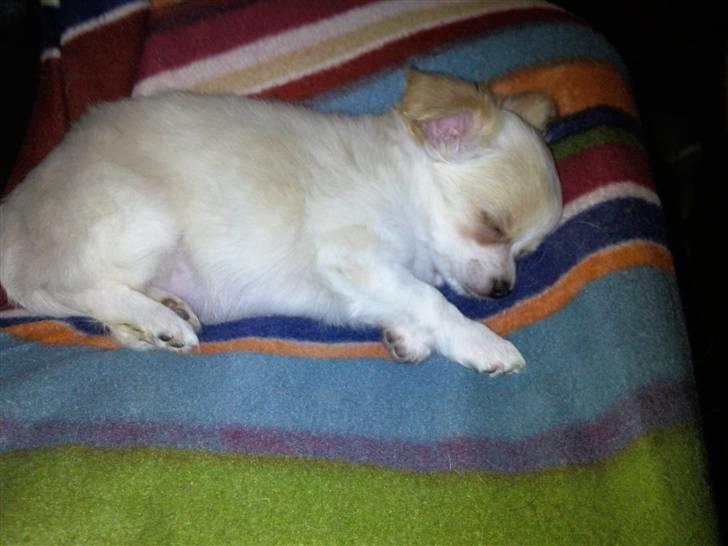 Chihuahua Chanel billede 5