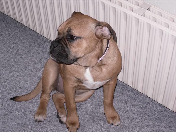 Blanding af racer Tica billede 11