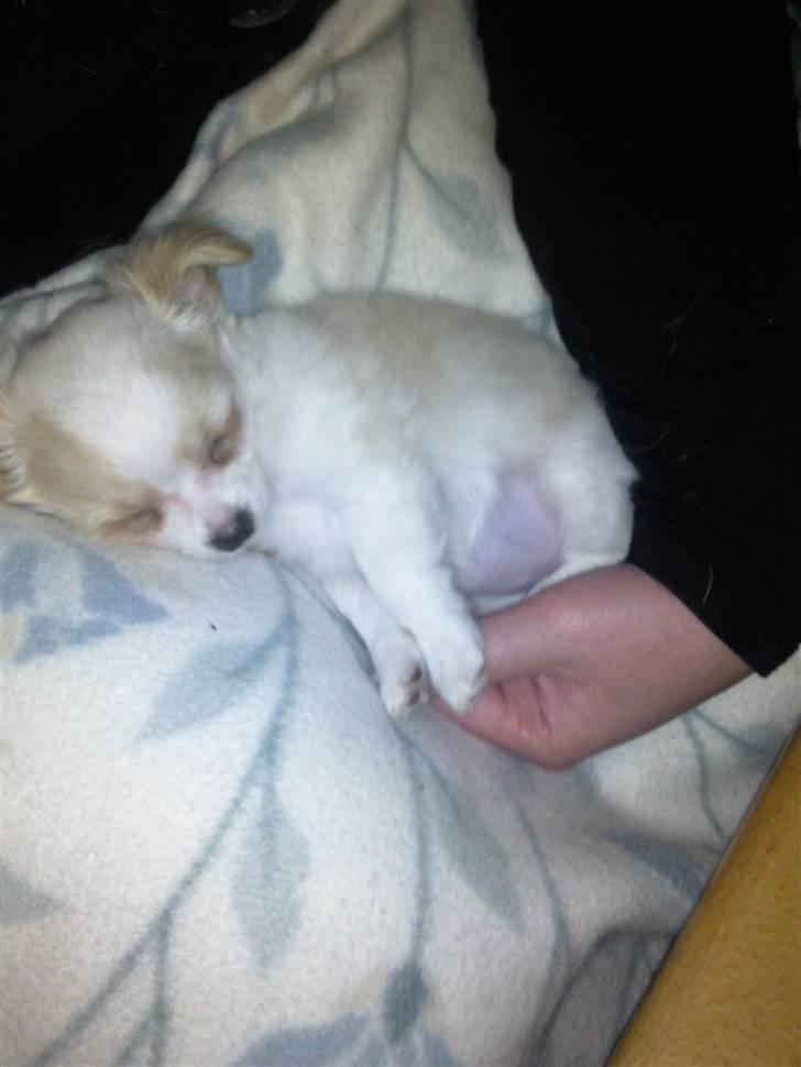 Chihuahua Chanel billede 6