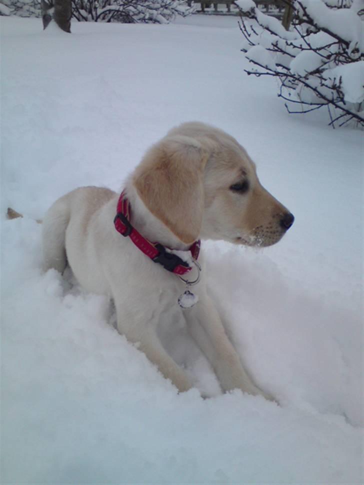 Labrador retriever Cleo - 3/7-10 . Cleo i sneen billede 11