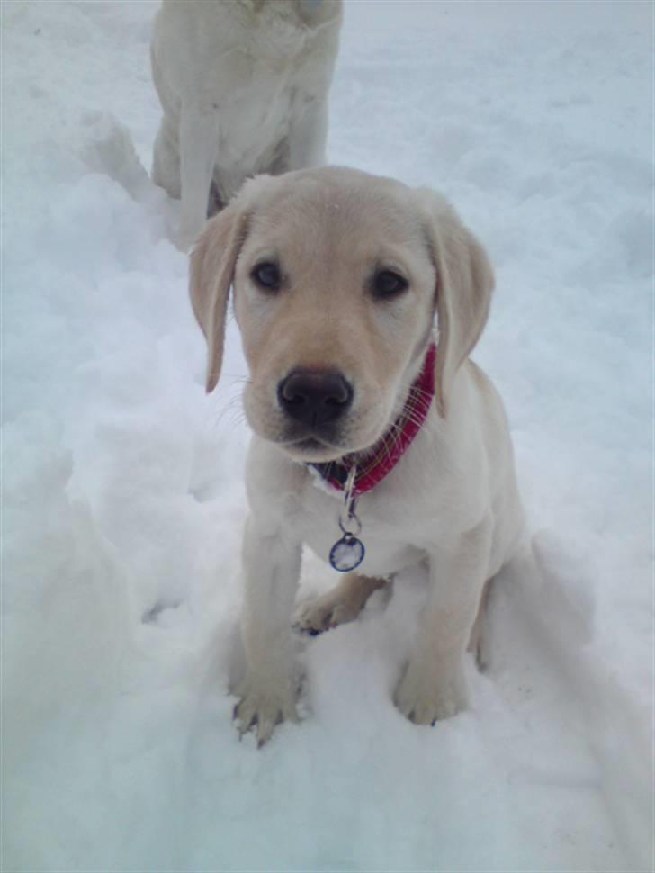 Labrador retriever Cleo - 3/2-10 . :* billede 12