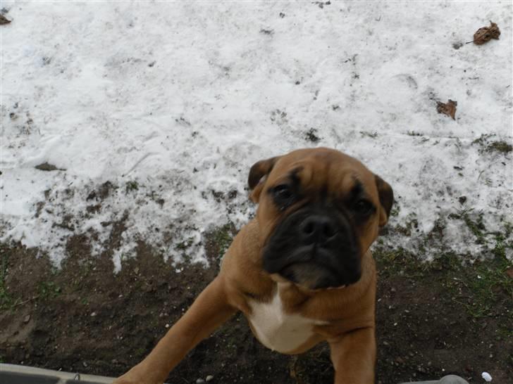 Blanding af racer Tica billede 12